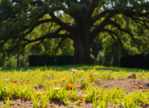 alopecia areata comprensione e gestione della condizione 1746038914
